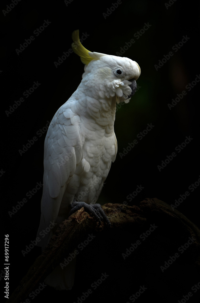 Fototapeta premium Yellow lesser sulphur-crested cockatoo