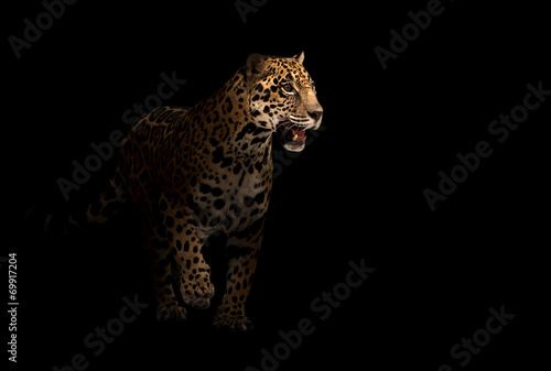 jaguar ( panthera onca ) in the dark