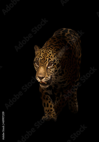 jaguar ( panthera onca ) in the dark
