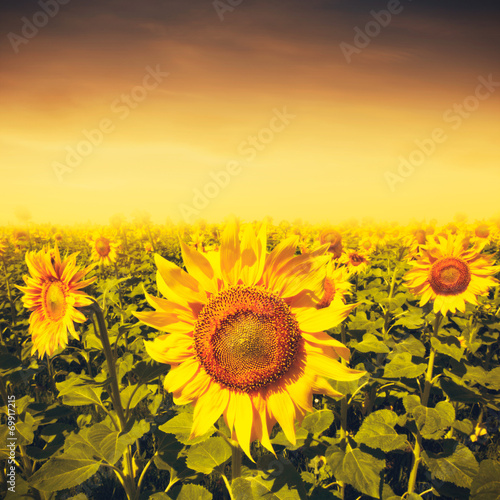 Fototapeta Naklejka Na Ścianę i Meble -  Beauty sunset over sunflowers field, environmental backgrounds