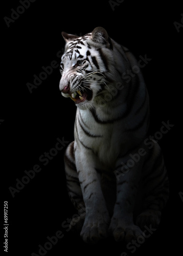 white bengal tigerin the dark