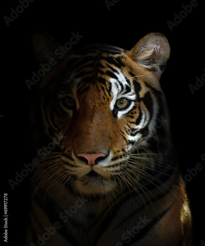 canvas print motiv - anankkml : bengal tiger head