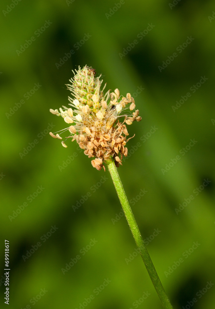 Plantain inflorescence Plantain inflorescence