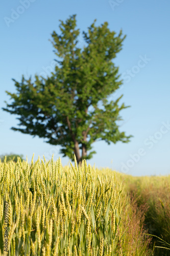 Tree  wheat field and path