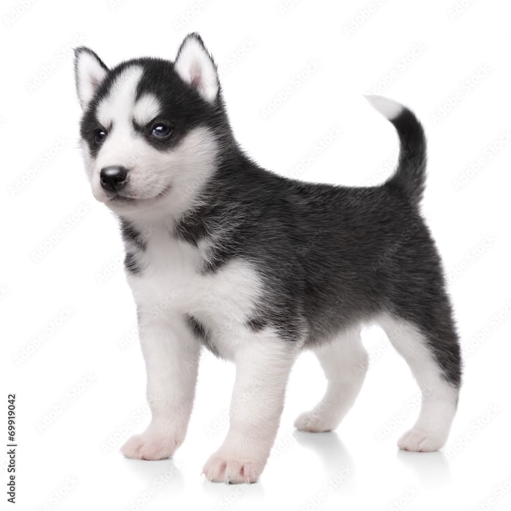 Obraz premium Cute little husky puppy isolated on white background