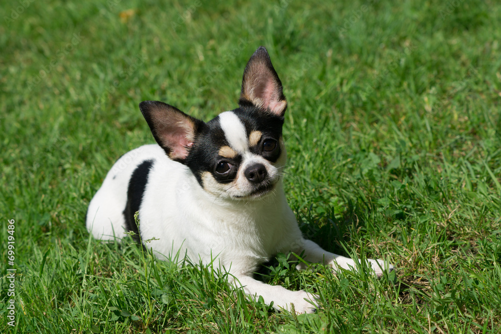 Chihuahua lies on the grass Chihuahua lies on the grass