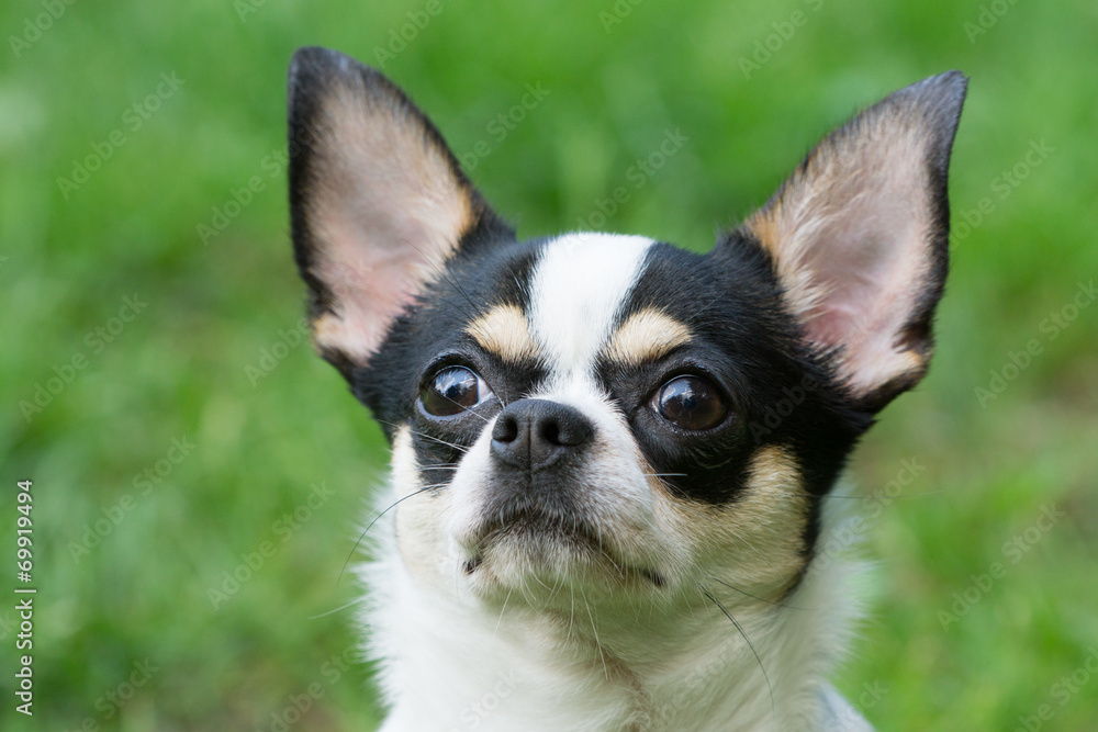 Portrait of Chihuahua