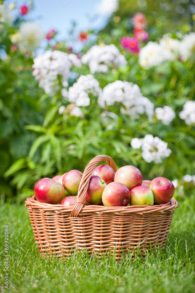 Apples in the Basket Apples in the Basket