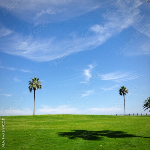 The tree of the coconut of a park