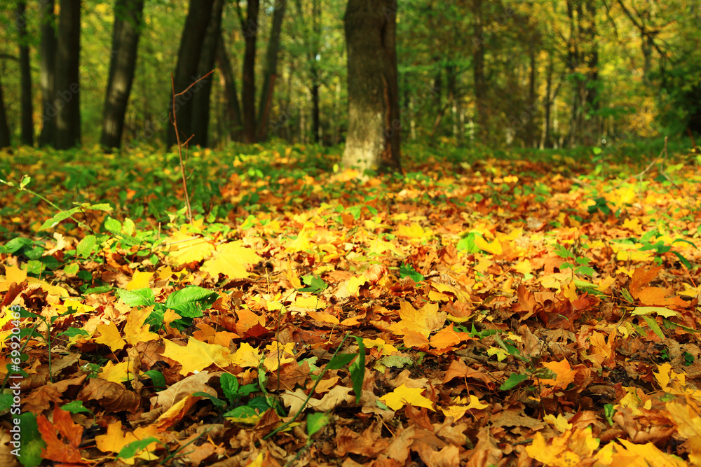 Bright colorful leaves in autumn forest.