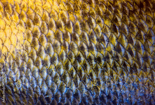 Tablou pe pânză Art Real zander Fish Scales Background