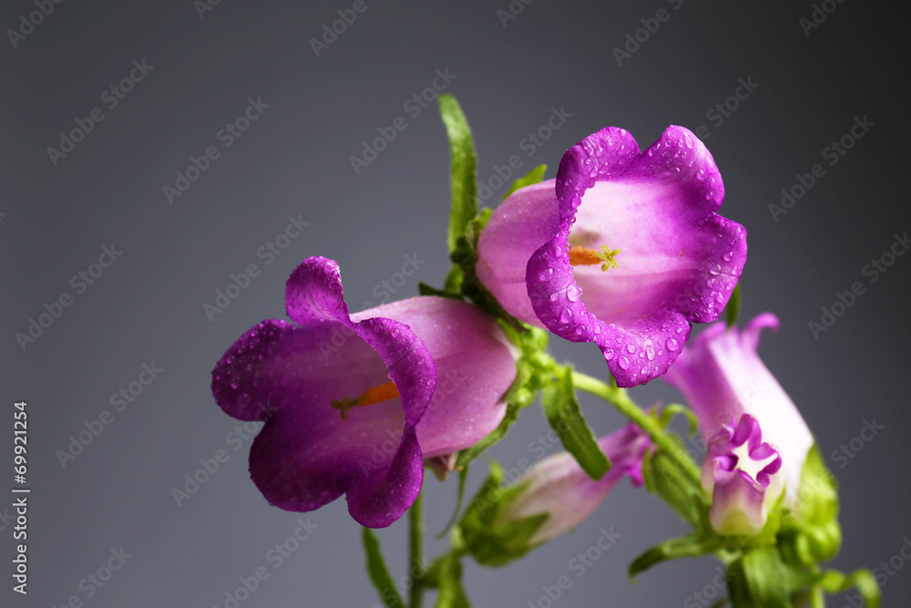 Fototapeta premium Beautiful wild flowers on grey background