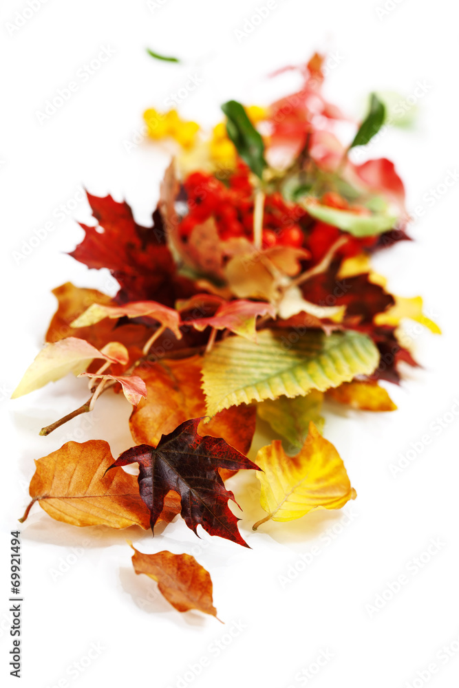 Autumn Leaves Autumn Leaves