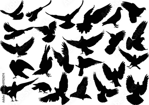 twenty four isolated black doves