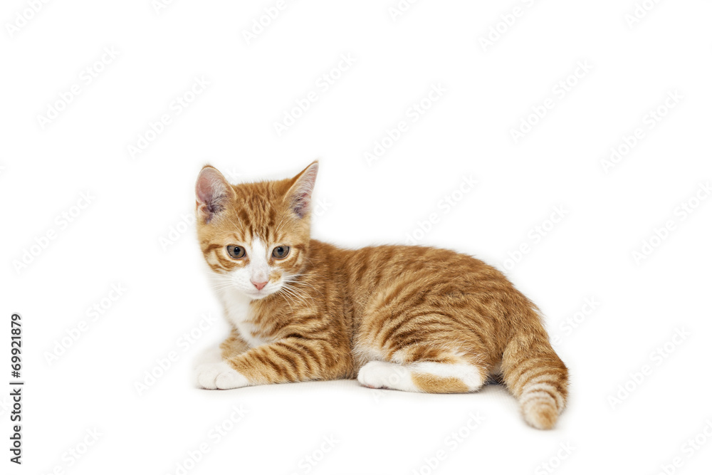 Obraz premium Ginger kitten on white