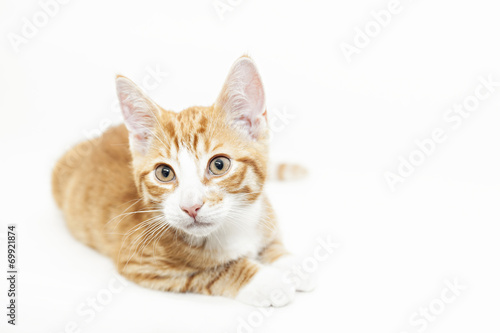 Ginger kitten lying down