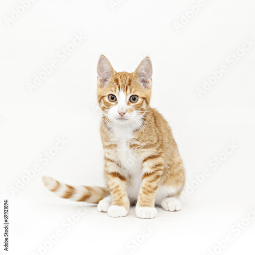 Stripy red kitten