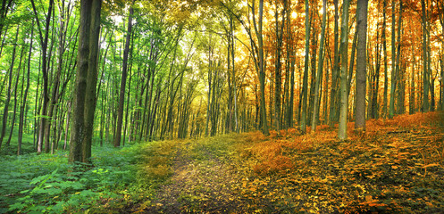 Forest