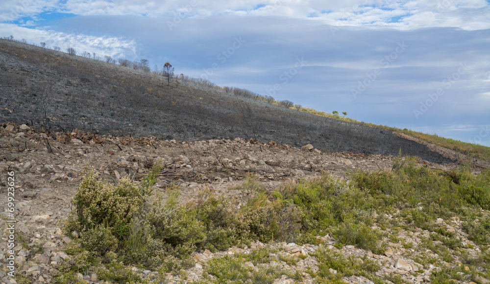 After the Fire bush