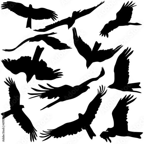 Set black silhouettes of prey eagles on white background.