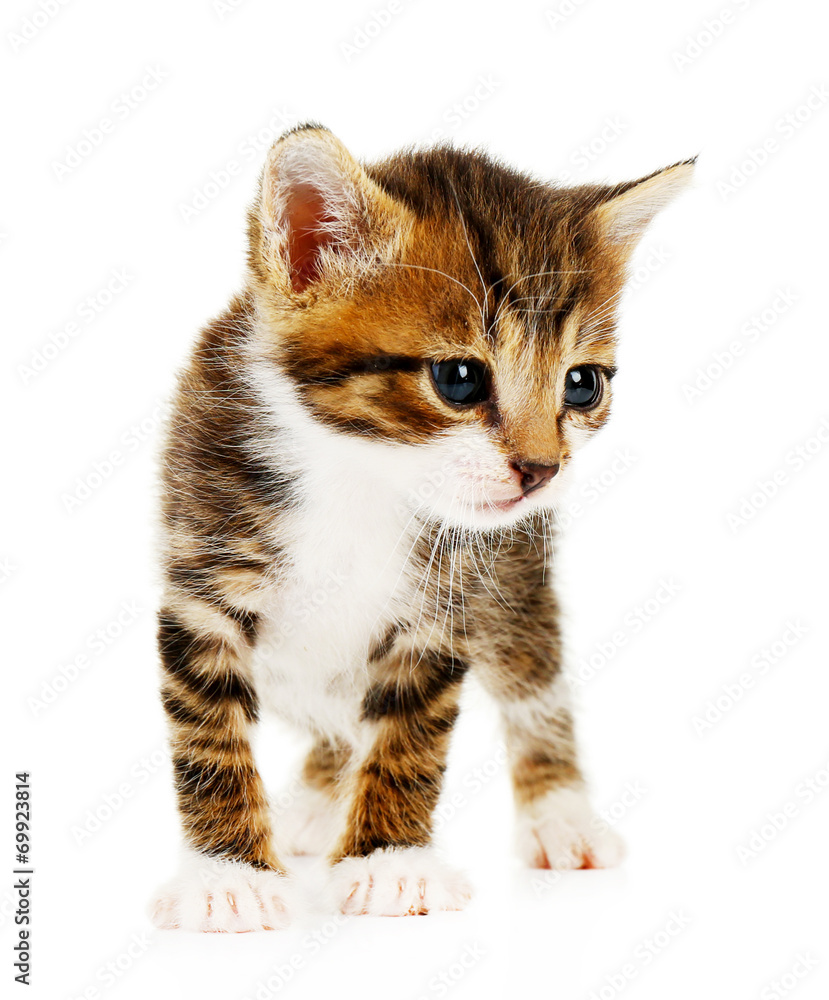 Fototapeta premium Cute little kitten, isolated on white