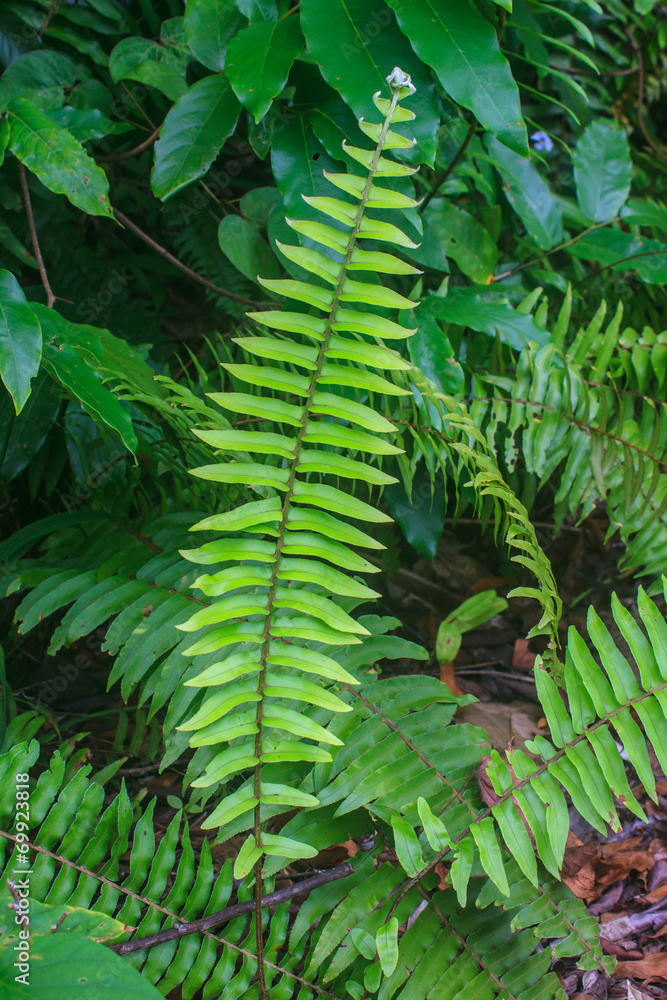 Fern leaf texture Fern leaf texture