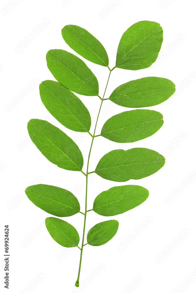 Fototapeta premium Green leaf isolated on white