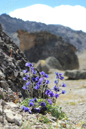 цветы горные