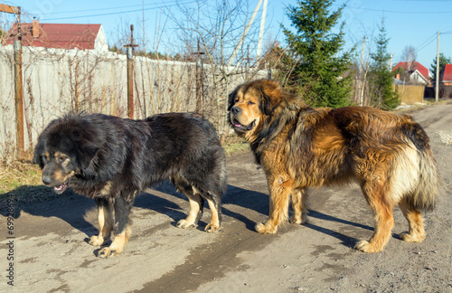 Two dog breed Tibetan Mastiff