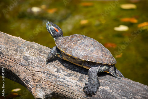 Painted turtle in wildlife