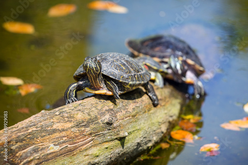 Painted turtle in wildlife