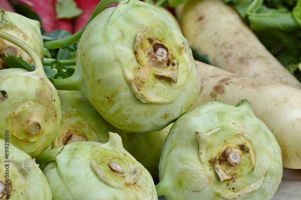 Fototapeta premium Kohlrabi