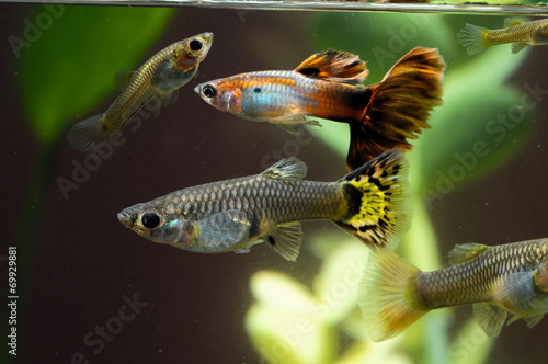 Guppy Multi Colored Fish photo