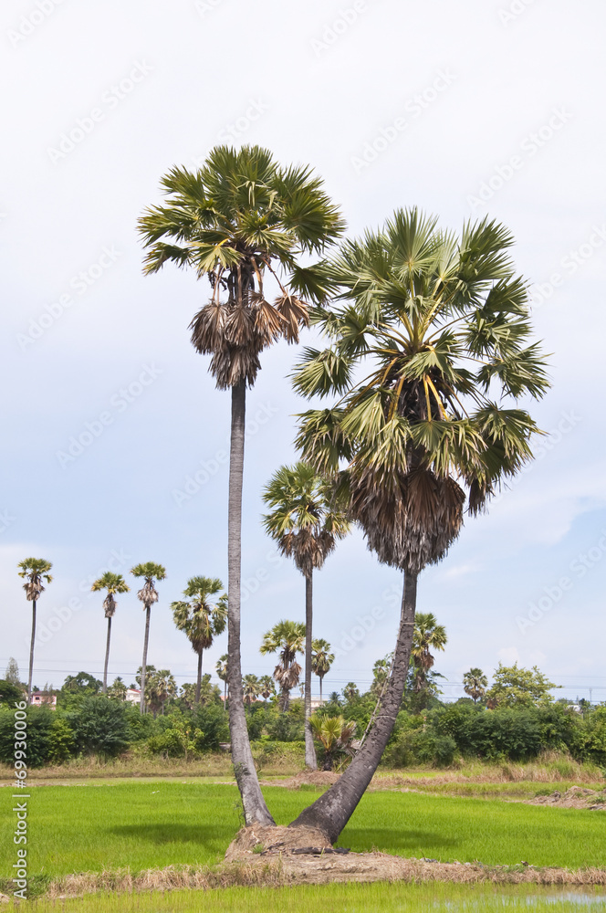 Sugar palms trees and rice field in Thailand Sugar palms trees and rice field in Thailand