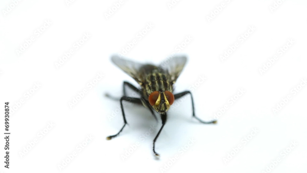 Fly isolated on white