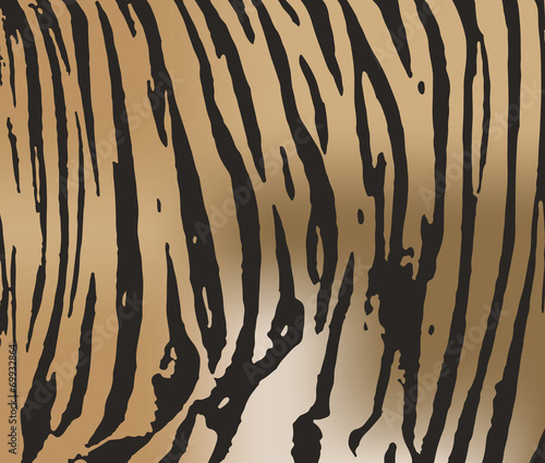 Tiger fur texture