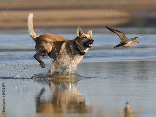 Dog and plover