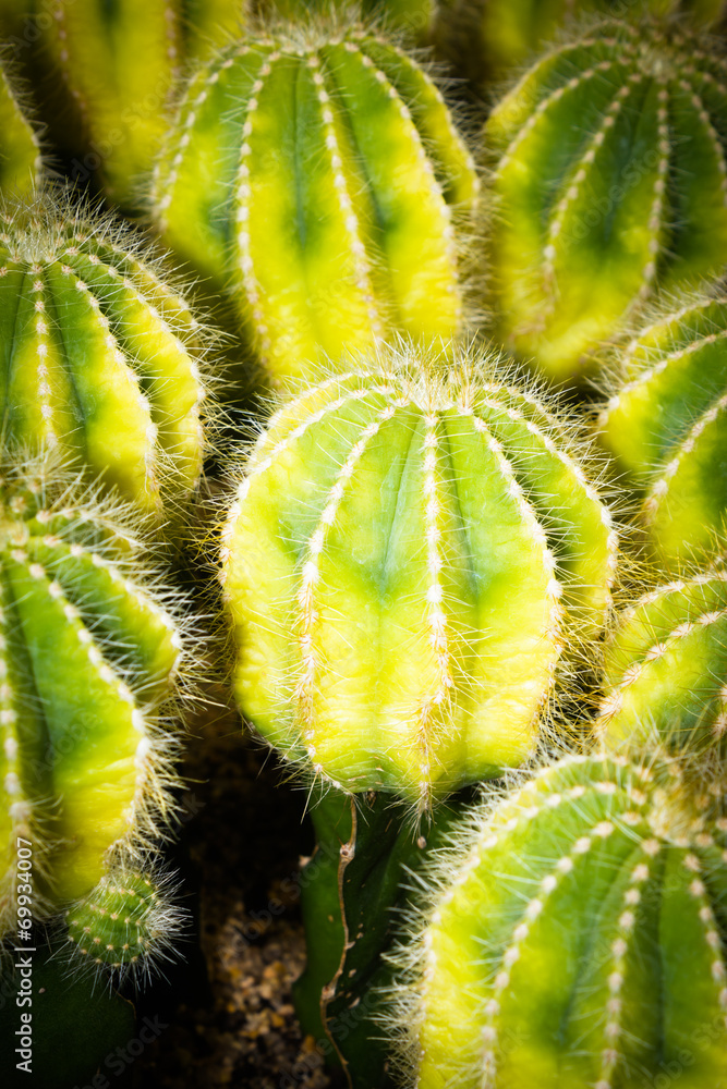Cacti Cacti