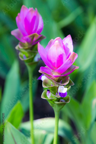 Pink Siam Tulip photo