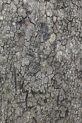 Tree bark