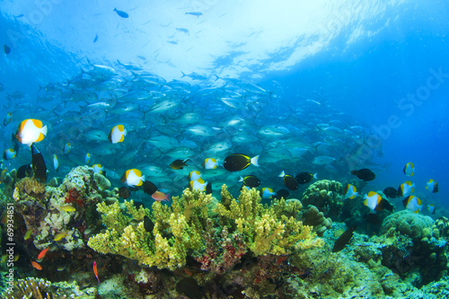 Fototapeta Naklejka Na Ścianę i Meble -  Coral Reef and Fish