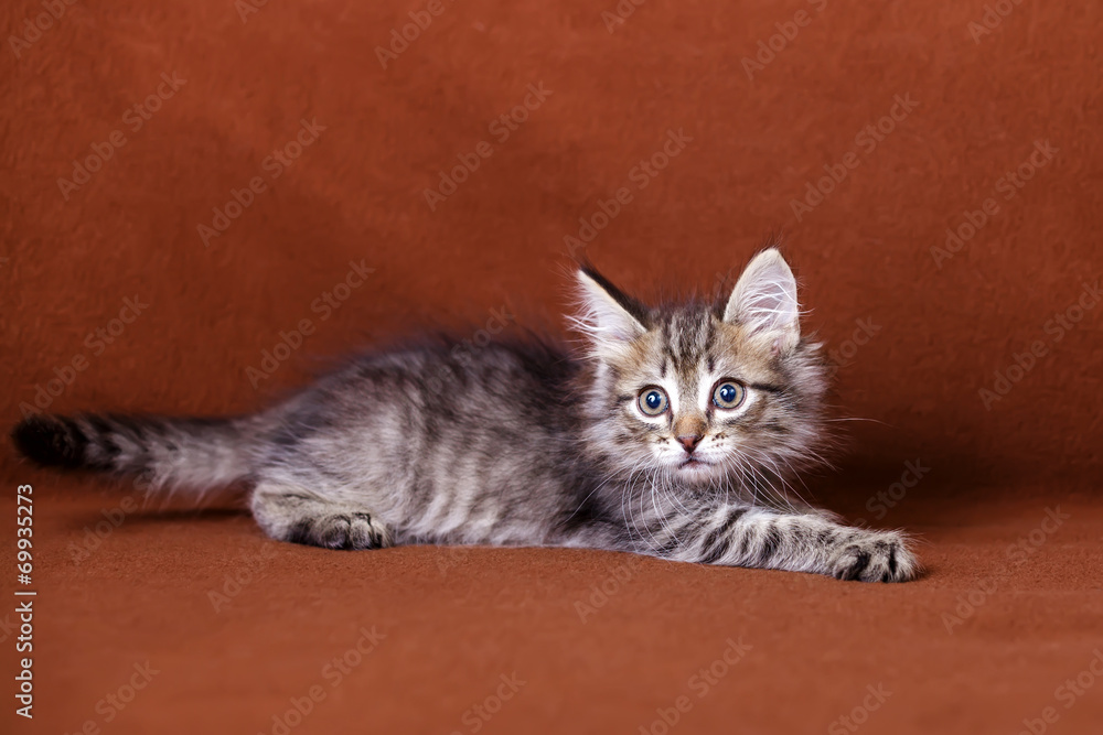 Cute striped kitten