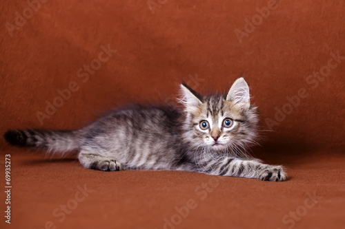 Cute striped kitten