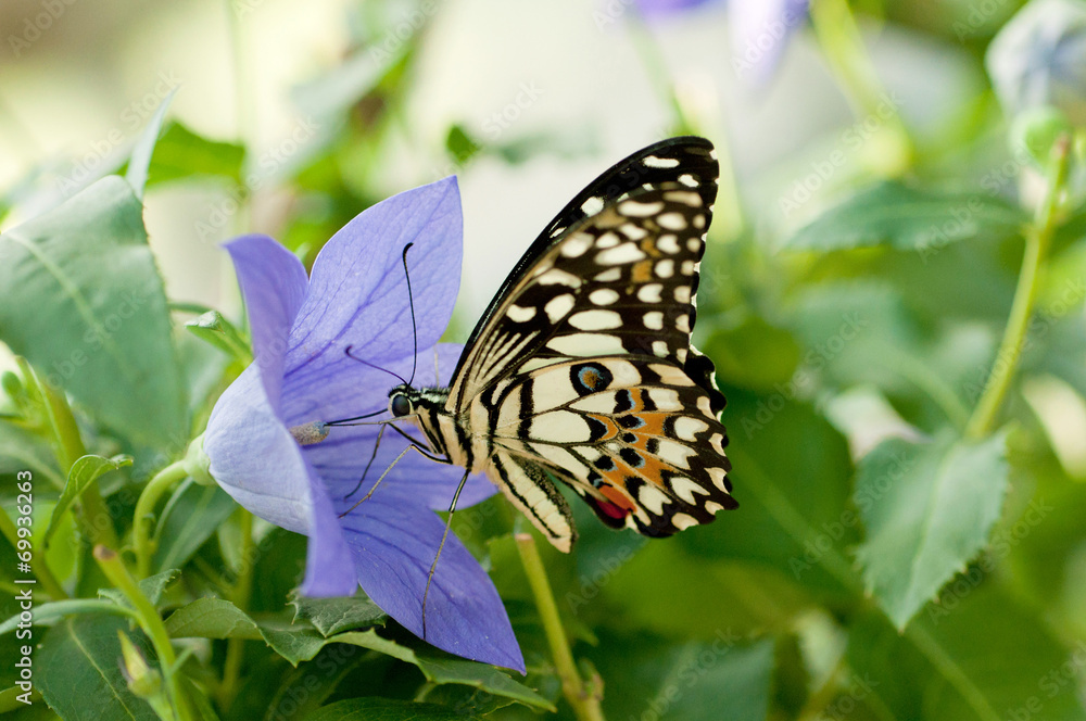 Butterfly feeding on a flower Butterfly feeding on a flower