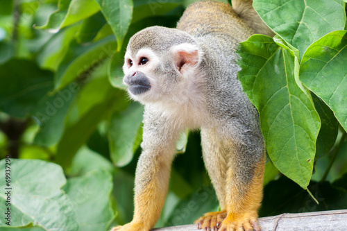 Fototapeta Naklejka Na Ścianę i Meble -  Common squirrel monkey