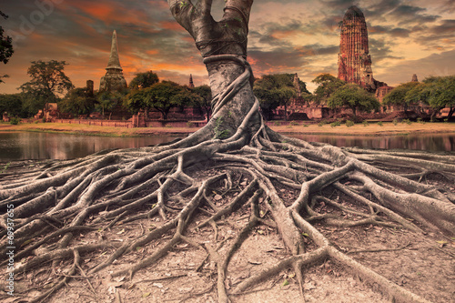 Foto big root of banyan tree land scape of ancient and old  pagoda in