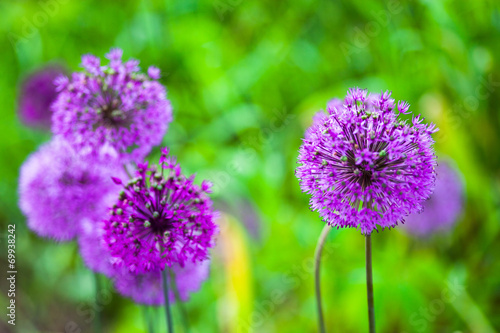 Blooming purple ornamental onion  Allium 