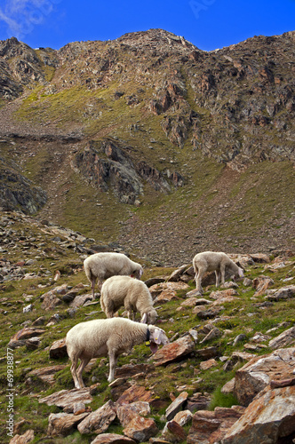 Sheep on mountain background