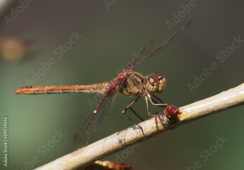 Dragonfly and larval water mites in family Arrenuridae