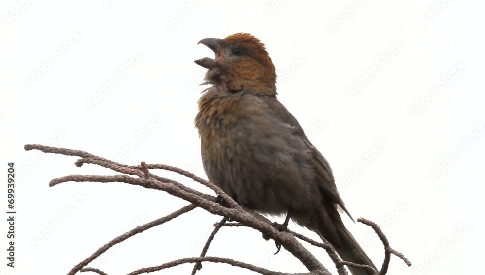 Pine Grosbeak (Pinicola enucleator) female singing in Japan Pine Grosbeak (Pinicola enucleator) female singing in Japan